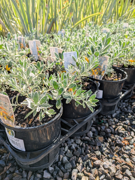 Eremophila glabra Kalbarri Carpet