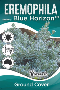Eremophila glabra 'Blue Horizon'