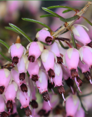 Erica Pink Pearl