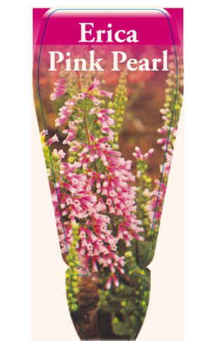 Erica Pink Pearl