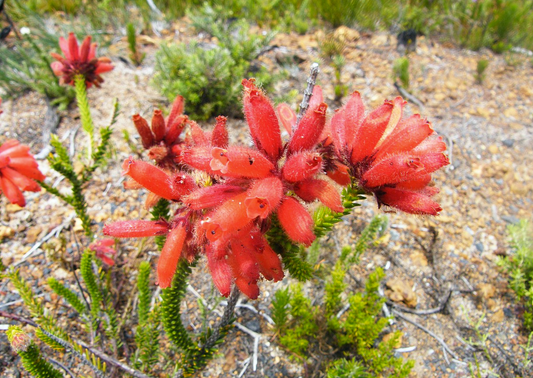 Erica cerinthoides Red