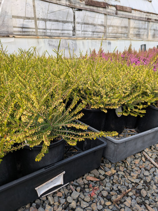 Erica darleyensis White