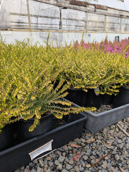 Erica darleyensis White