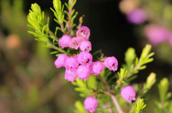 Erica melanthera