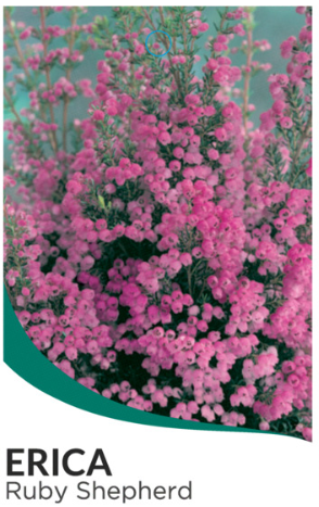 Erica melanthera Ruby Shepherd