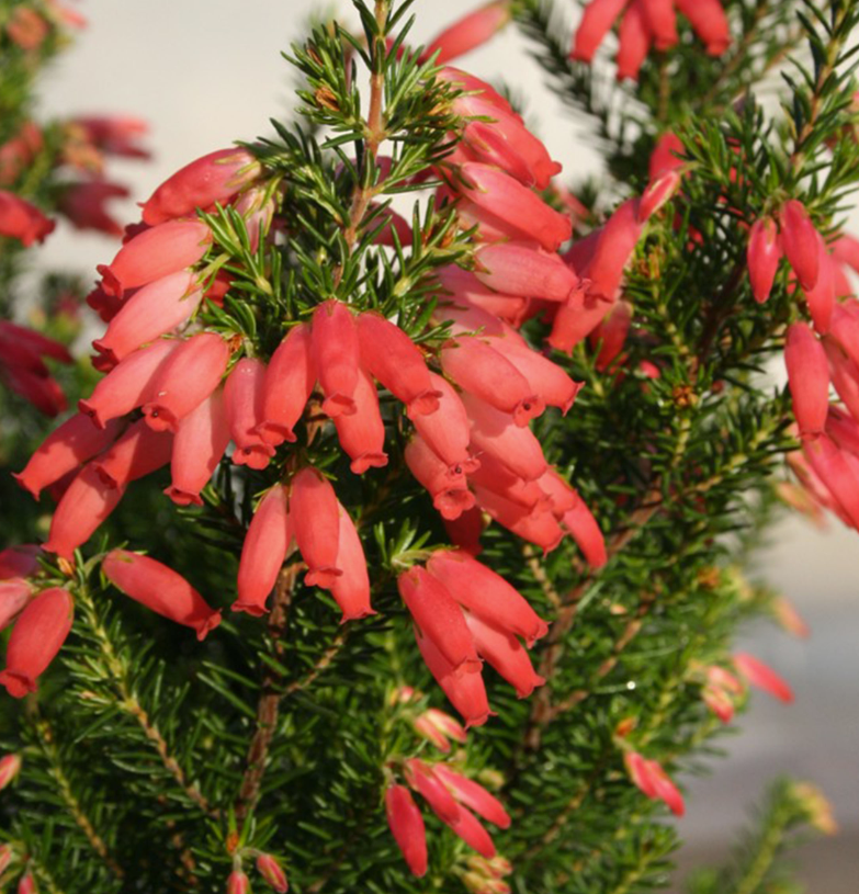 Erica oatesii
