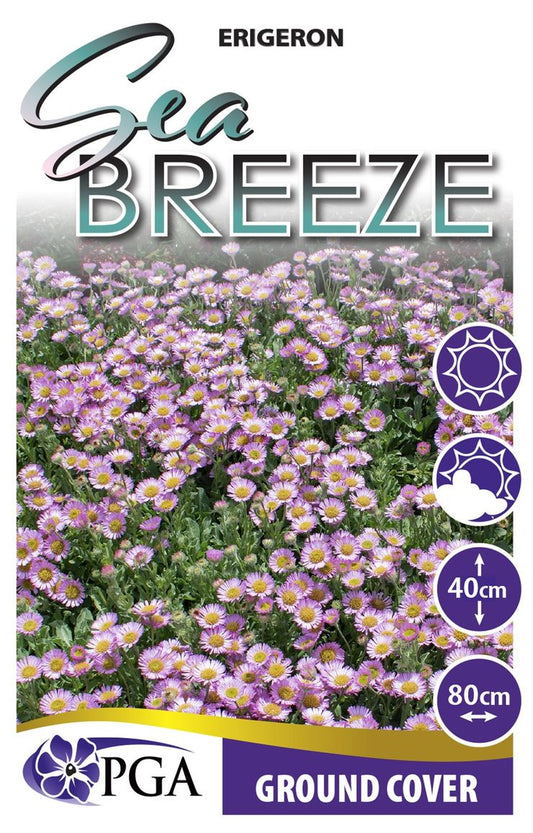 Erigeron ‘Sea Breeze’