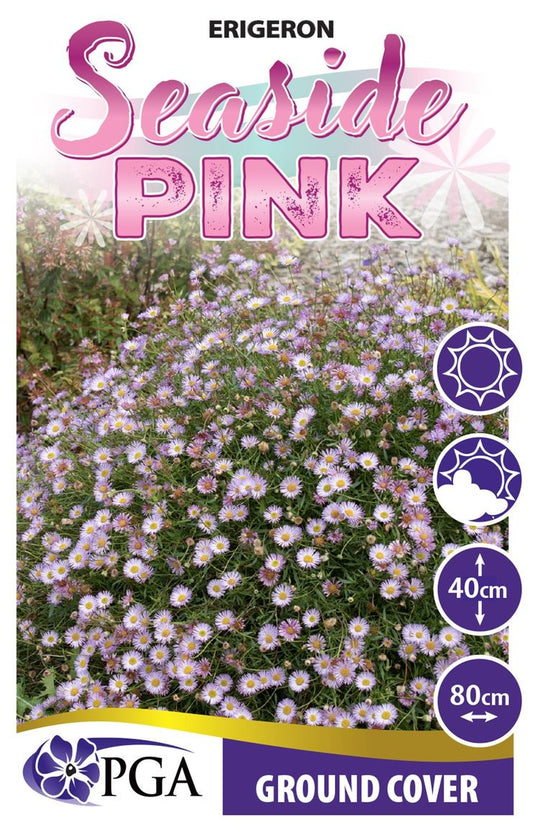 Erigeron ‘Seaside Pink’