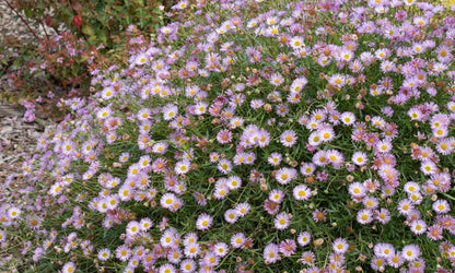 Erigeron ‘Seaside Pink’