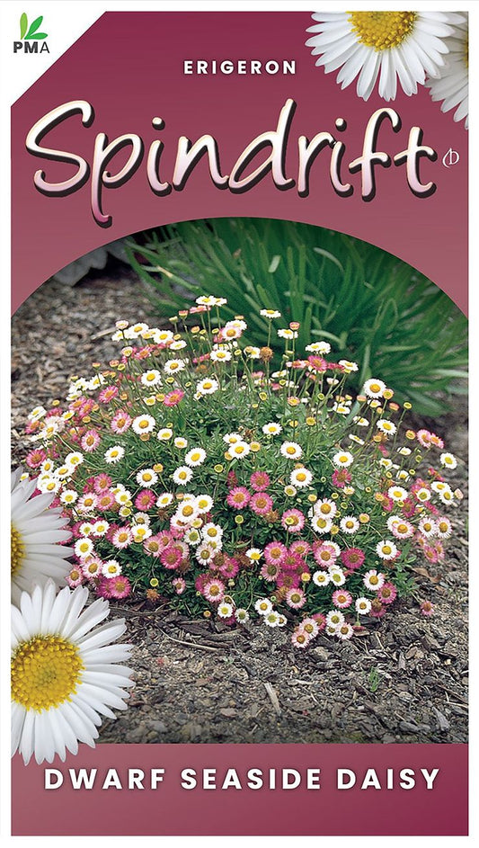 Erigeron ‘Spindrift’
