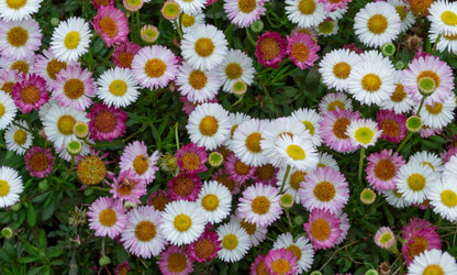 Erigeron ‘Spindrift’