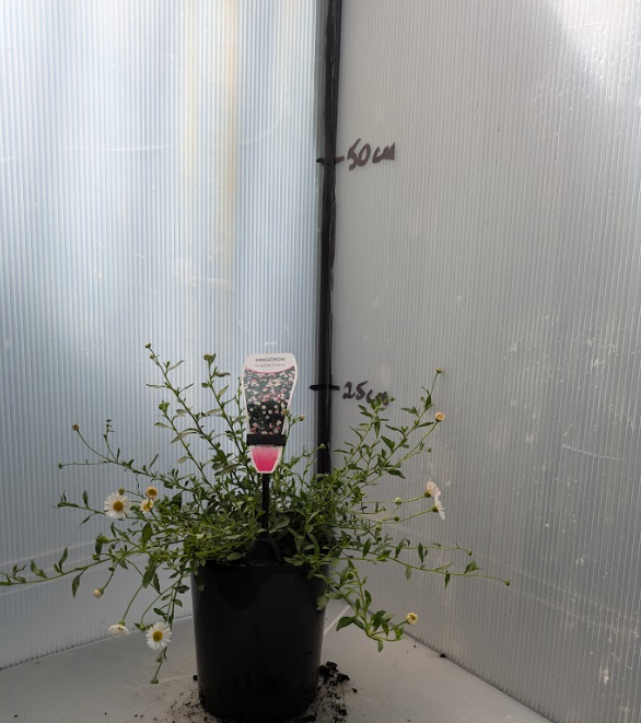 Erigeron karvinskianus
