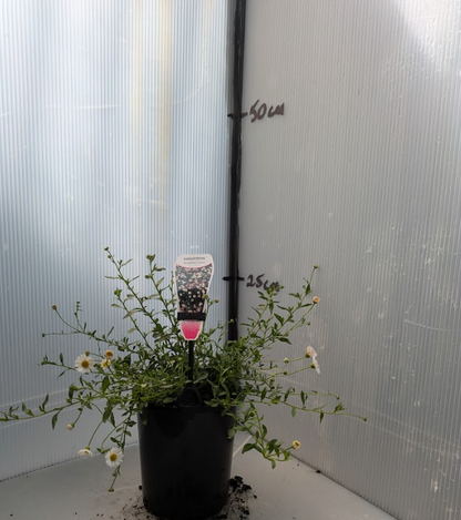 Erigeron karvinskianus
