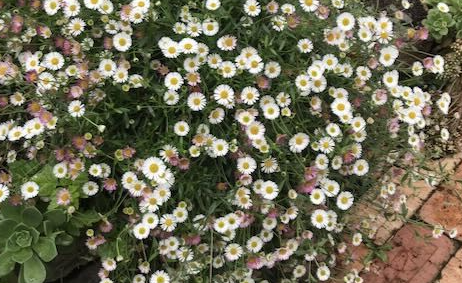 Erigeron karvinskianus