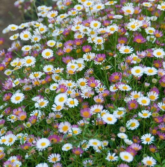 Erigeron karvinskianus Profusion