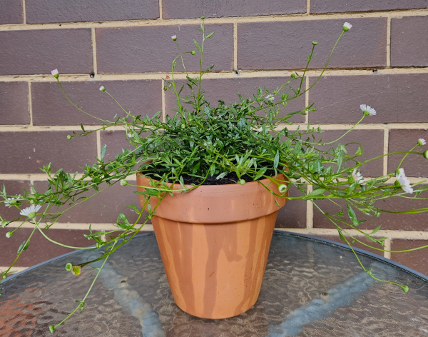 Erigeron karvinskianus