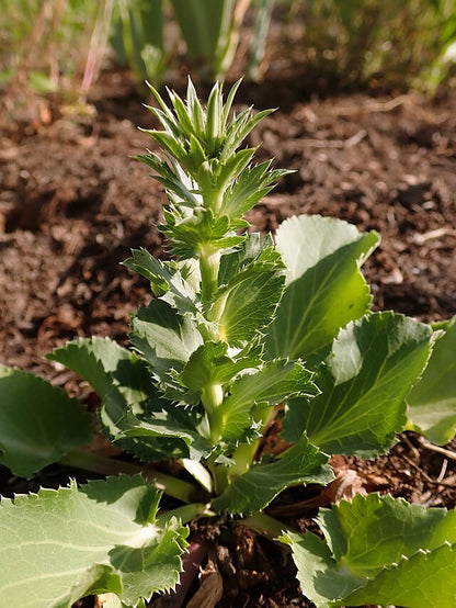 Eryngium planum Dwarf Blue Hobbit