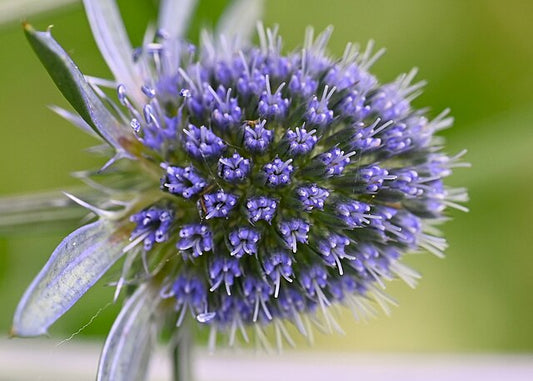 Eryngium planum Dwarf Blue Hobbit
