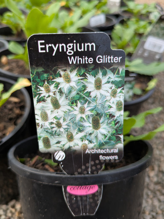 Eryngium planum White Glitter