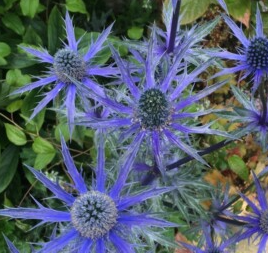Eryngium x zabelii 'Pen Blue'