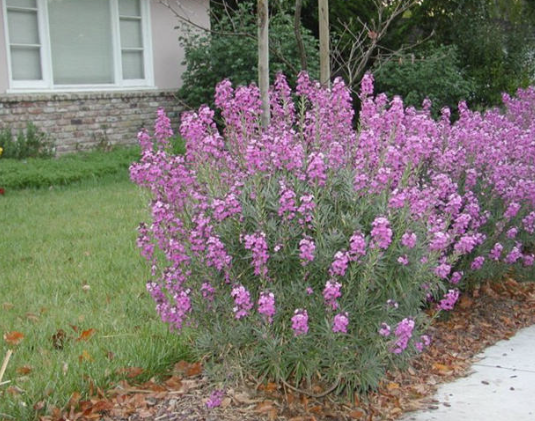 Erysimum Bowles Mauve