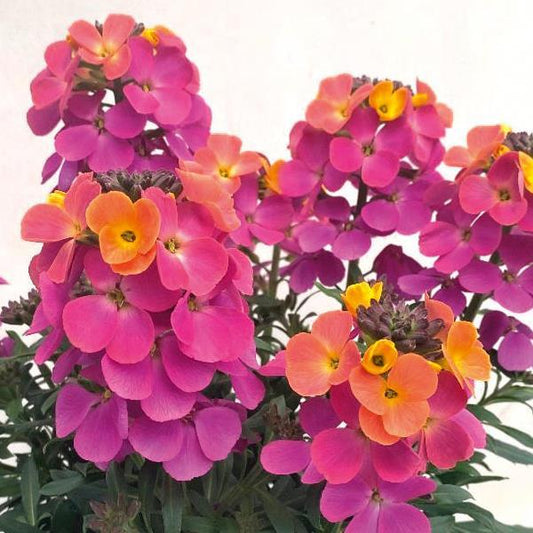 Erysimum Brightside Fuchsia Glow