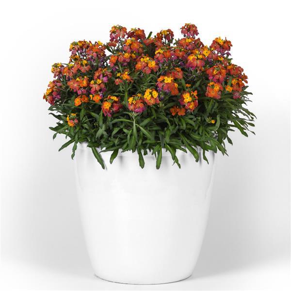 Erysimum Brightside Orange Glow