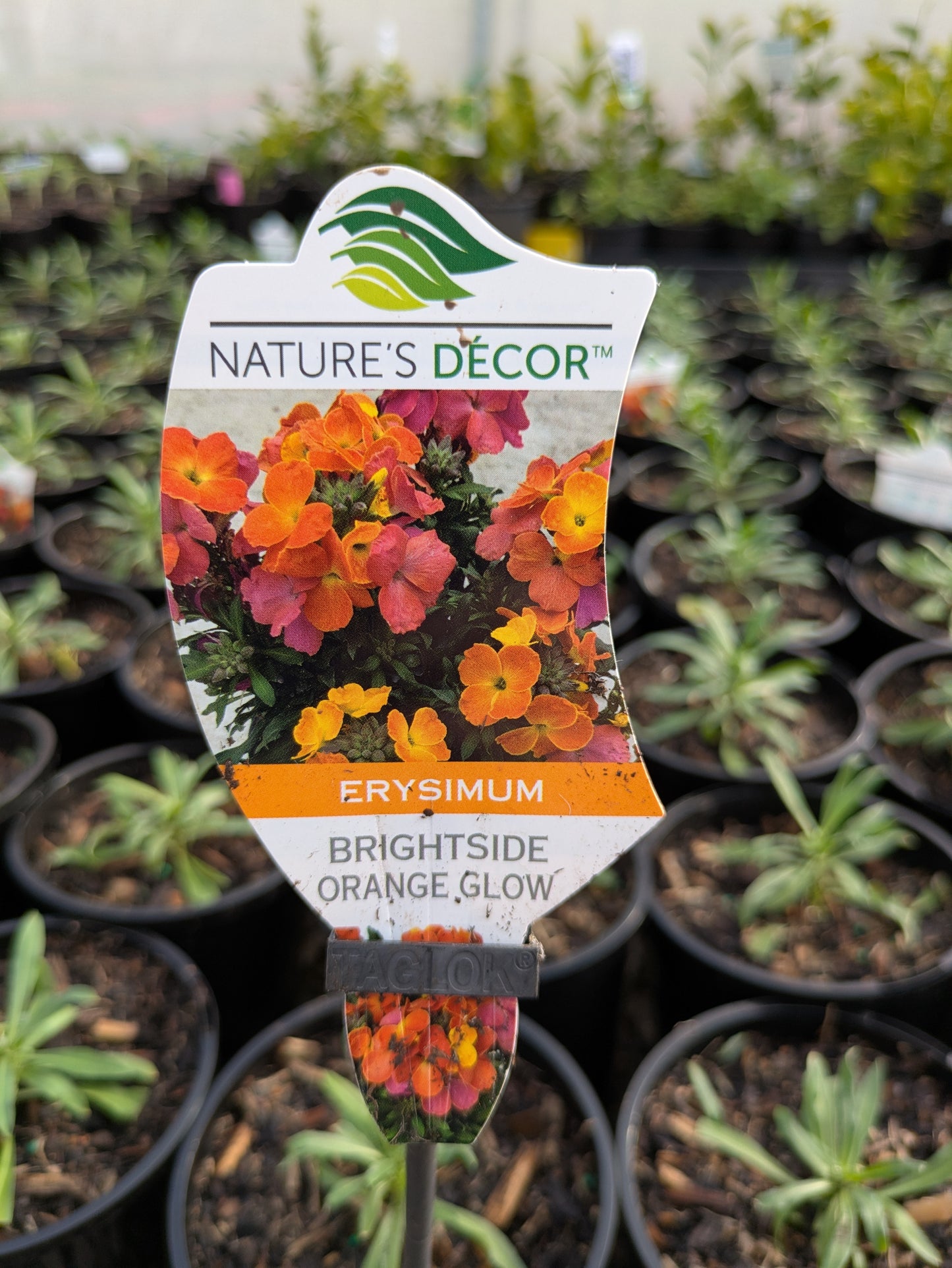 Erysimum Brightside Orange Glow