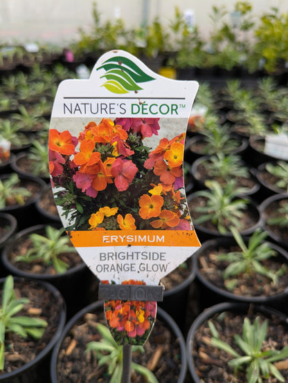 Erysimum Brightside Orange Glow