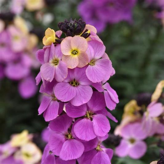 Erysimum Brightside Purple Glow