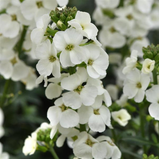 Erysimum Brightside White