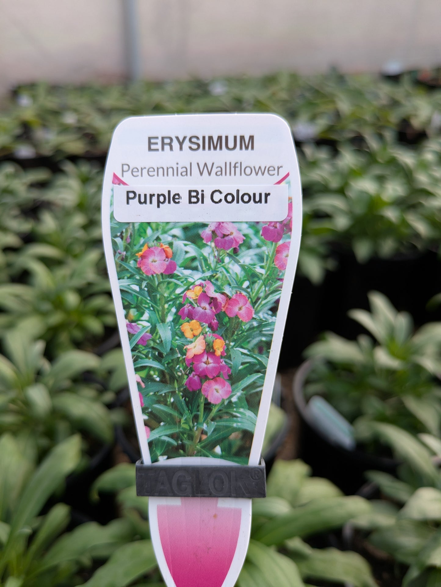 Erysimum Purple Bi Colour