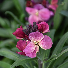 Erysimum Purple Bi Colour
