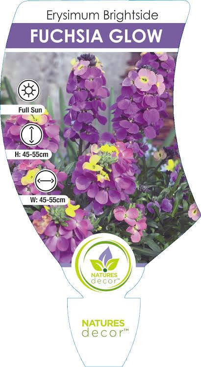 Erysimum Brightside Fuchsia Glow