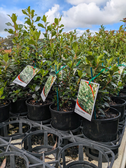 Escallonia Iveyi