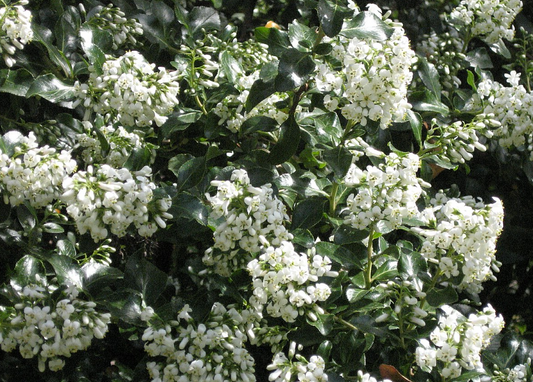 Escallonia Iveyi