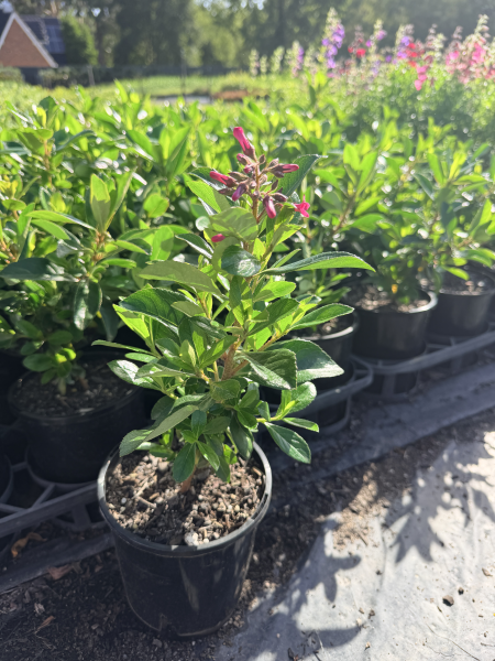 Escallonia Red Knight