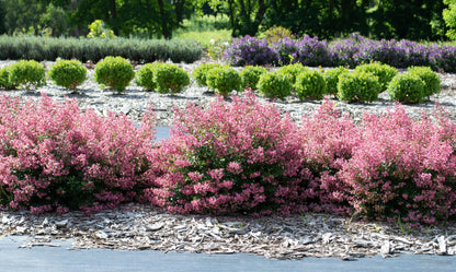 Escallonia ‘Appleblossom HEDGE WITH AN EDGE®’