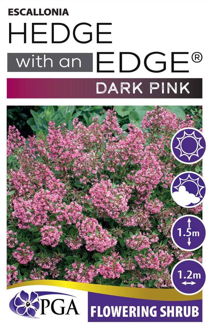 Escallonia ‘HEDGE WITH AN EDGE®’ Dark Pink