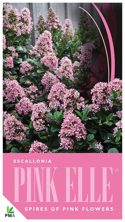 Escallonia ‘Pink Elle’