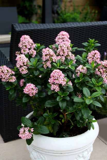 Escallonia ‘Pink Elle’