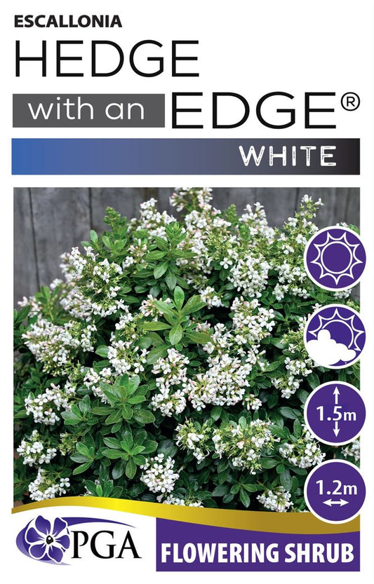 Escallonia ‘White HEDGE WITH AN EDGE®’