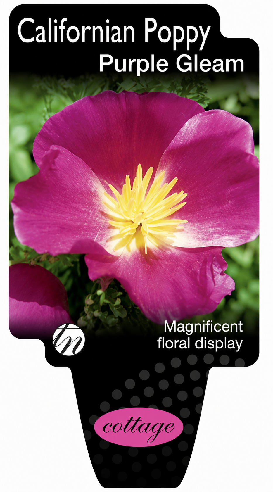 Eschscholzia californica Purple Gleam