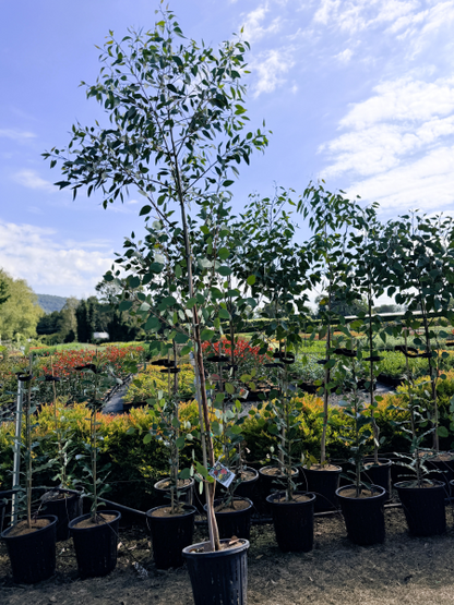 Eucalyptus cosmophylla