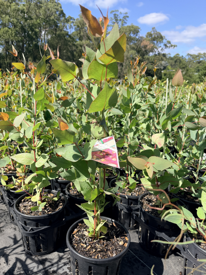 Eucalyptus leucoxylon Euky Dwarf