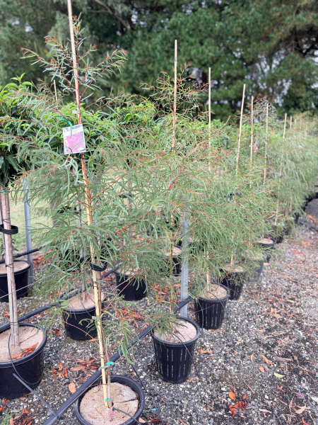 the plant broker