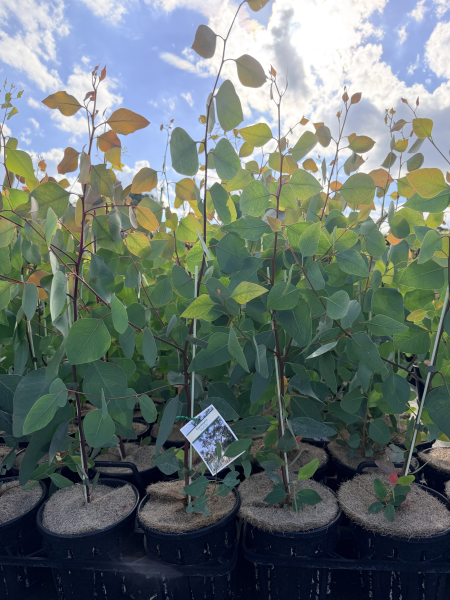 Eucalyptus blakelyi