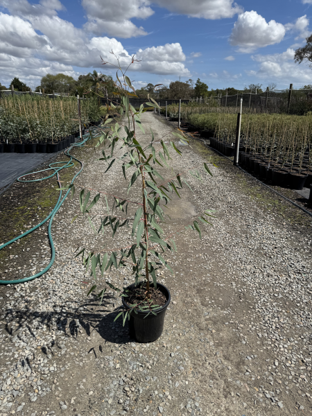 Eucalyptus camaldulensis