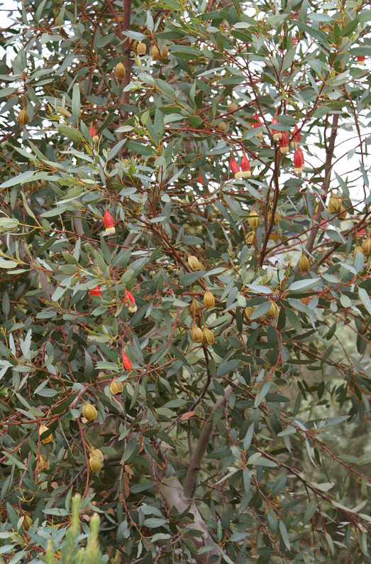 Eucalyptus forrestiana