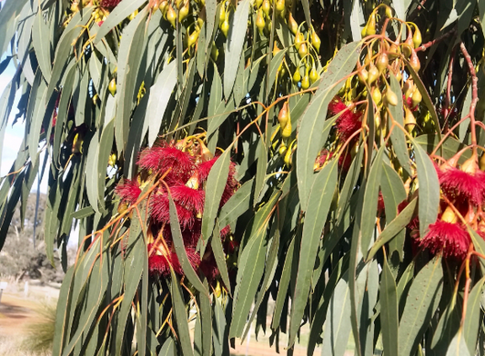Eucalyptus leucoxylon Euky Dwarf